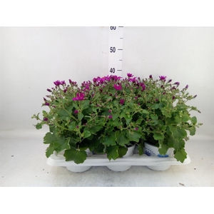 Pericallis cr. 'Senetti Magenta'