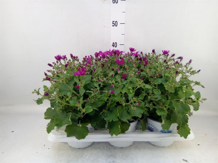 <h4>Pericallis cr. 'Senetti Magenta'</h4>