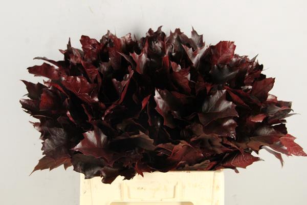 <h4>Quercus Bordeaux</h4>