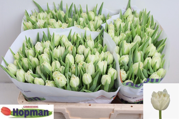 <h4>TU DU NORTHCAP</h4>