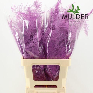 Asp KLB H% Extra Veren Cerise