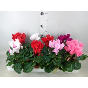 Cyclamen MD 'Allure'