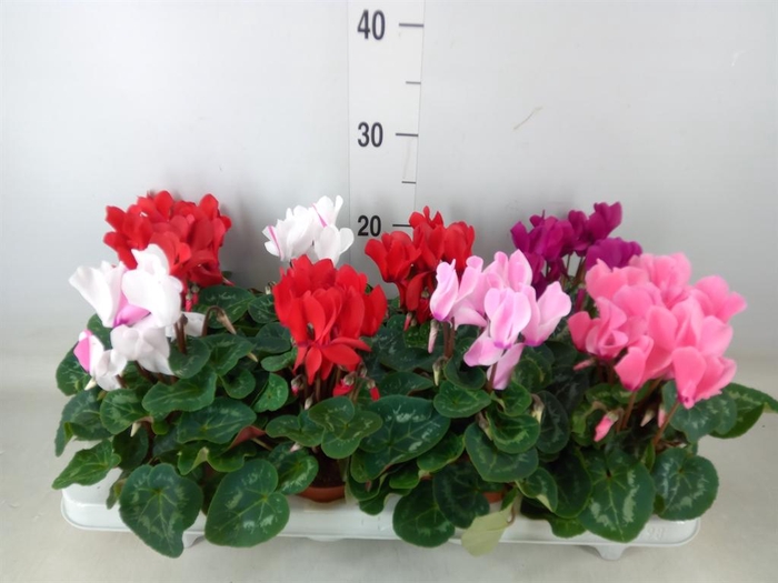 <h4>Cyclamen MD 'Allure'</h4>