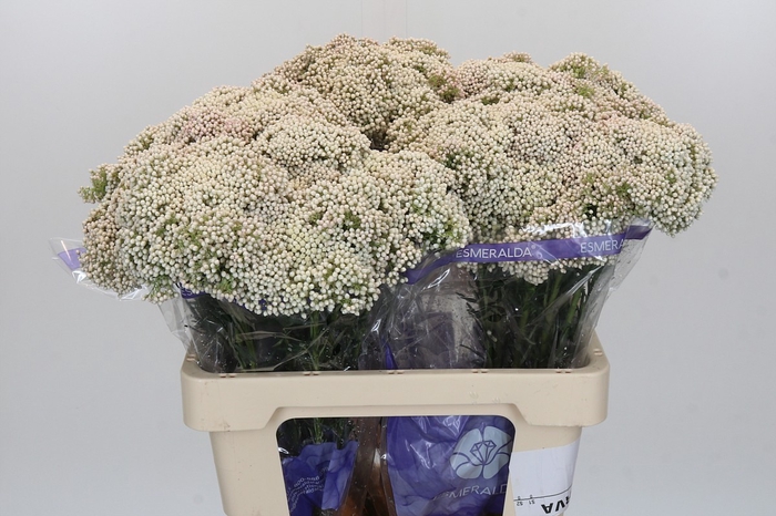 <h4>Ozothamnus Cooks Snow White</h4>