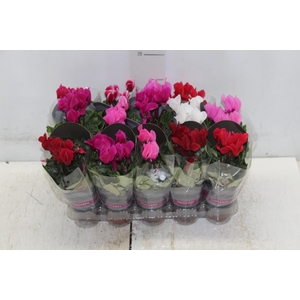 CYCLAMEN MINI P06