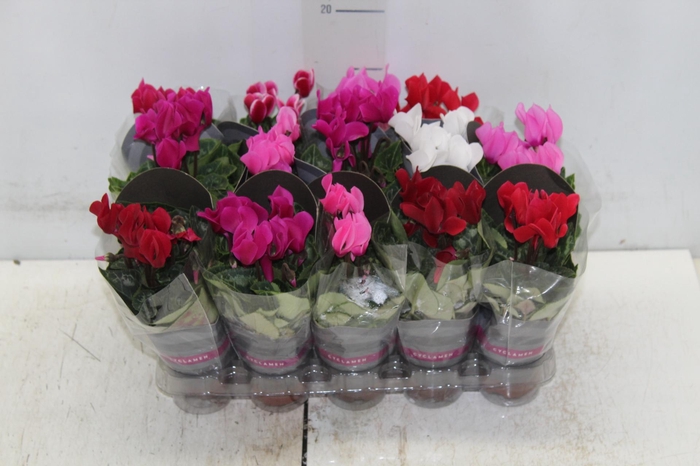 CYCLAMEN MINI P06