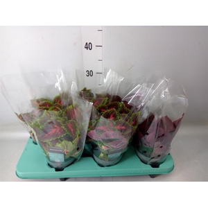 Plectranthus col.   ...mix