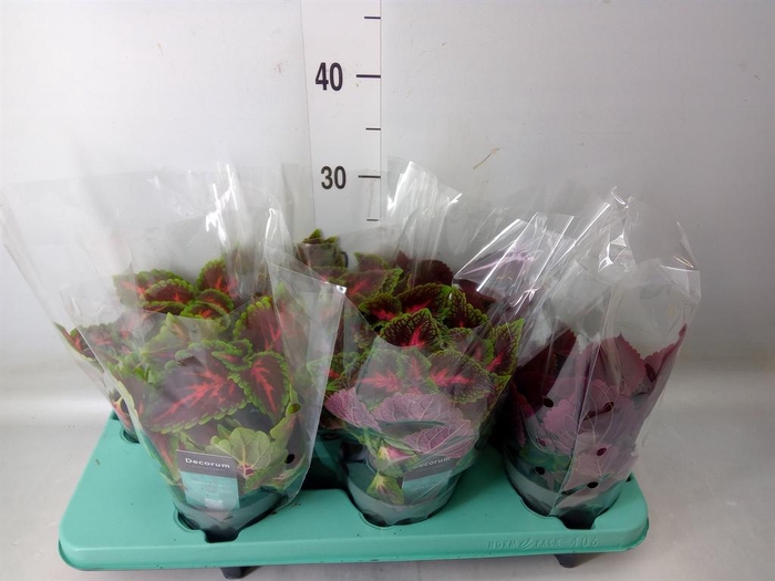 <h4>Plectranthus col.   ...mix</h4>