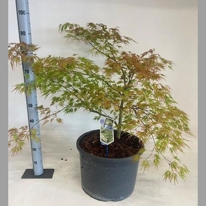 ACER PALM DISSECTUM