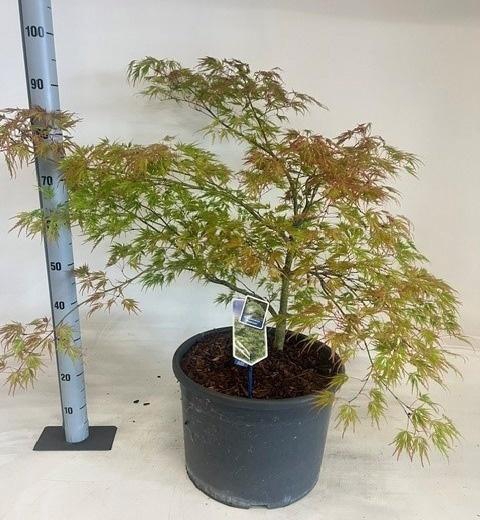 <h4>ACER PALM DISSECTUM</h4>