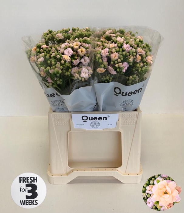 <h4>Kalanchoe Lace Pink Meadow Queen</h4>