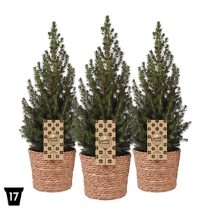 Picea glauca 'December' Gevlochten Mand, P17