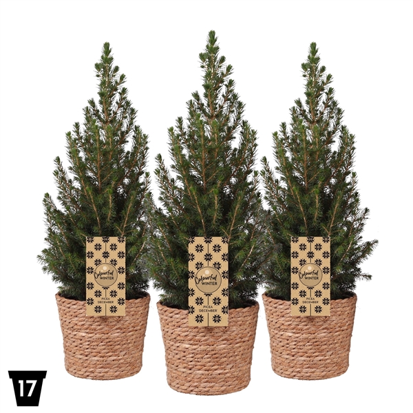 <h4>Picea glauca 'December' Gevlochten Mand, P17</h4>