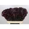 Leucadendron Saf Sunset Dark R.