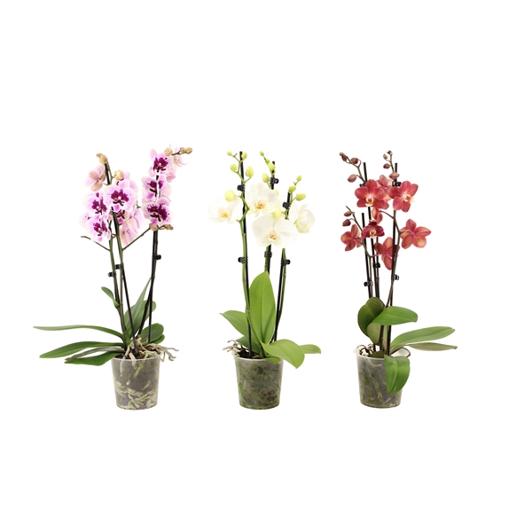 <h4>Phal Mix 3T16+</h4>