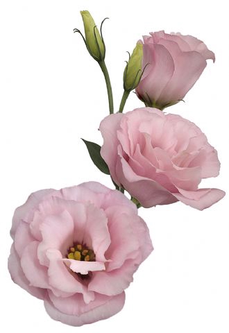 <h4>LISIANTHUS FLOR ROSA</h4>