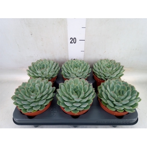 Echeveria pulidonis 'Sky Pearl'