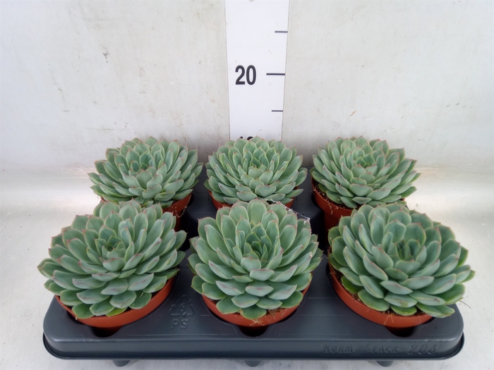 <h4>Echeveria pulidonis 'Sky Pearl'</h4>