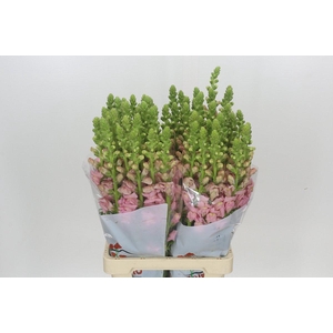 Antirrhinum Potomac Early Pink