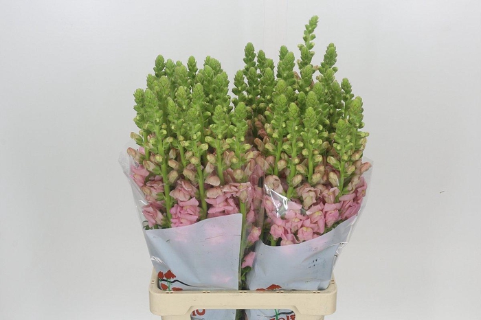 <h4>Antirrhinum Potomac Early Pink</h4>