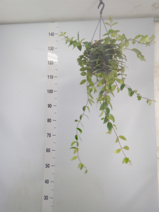 <h4>Aeschynanthus lobb. 'Variegatus'</h4>