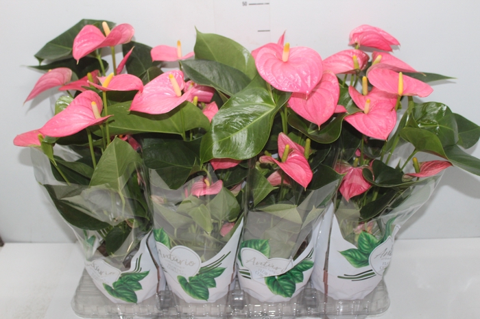 <h4>ANTHURIUM CALIFORNIA P15 ROSA</h4>