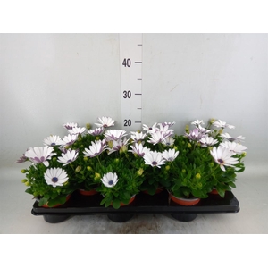 Osteospermum  'Margarita White'
