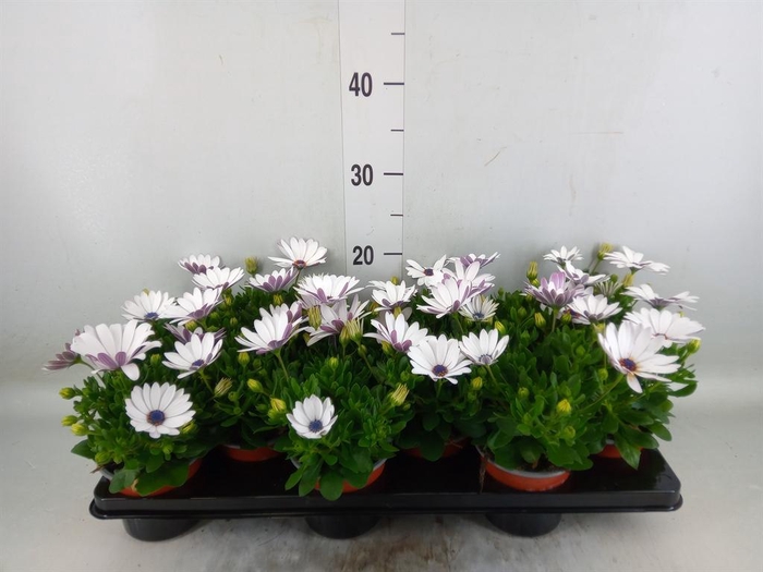 <h4>Osteospermum 'Margarita White'</h4>