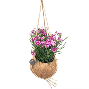 Kokodama 15 cm Dianthus Pink Kisses