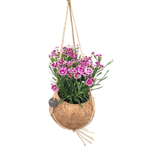 Kokodama 15 cm Dianthus Pink Kisses