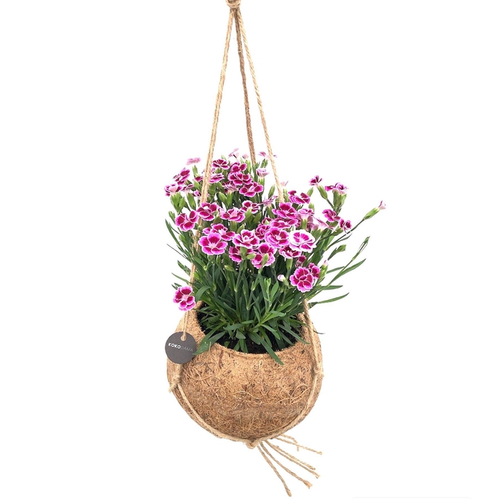 <h4>Kokodama 15 cm Dianthus Pink Kisses</h4>