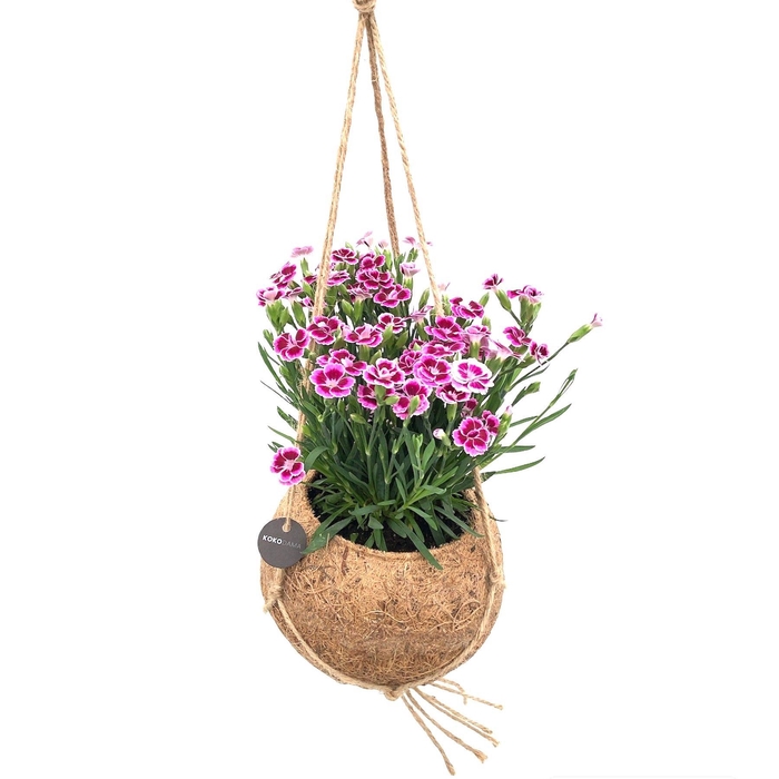<h4>Kokodama 15 cm Dianthus Pink Kisses</h4>