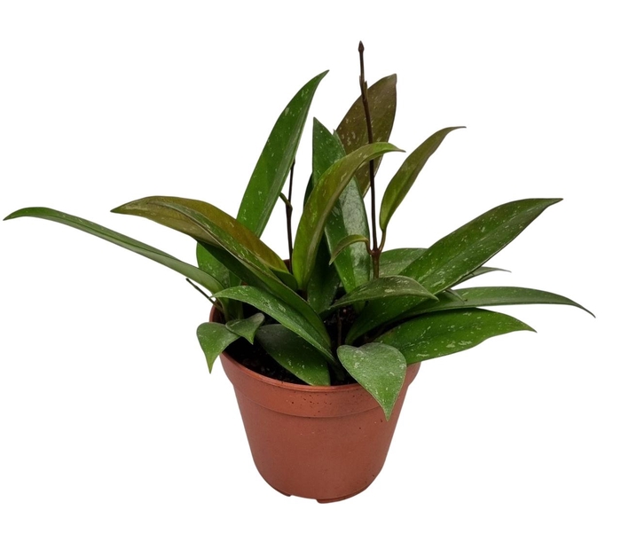 <h4>HOYA CARNOSA</h4>