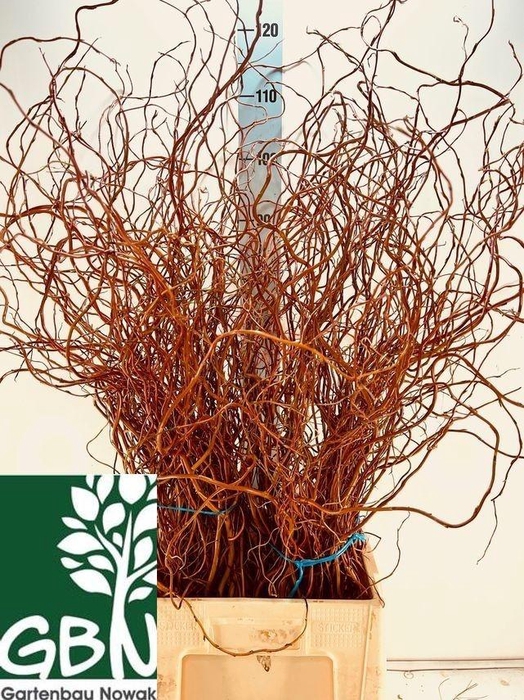 <h4>SALIX OV BS</h4>