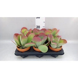 Kalanchoe NF thyrsiflora