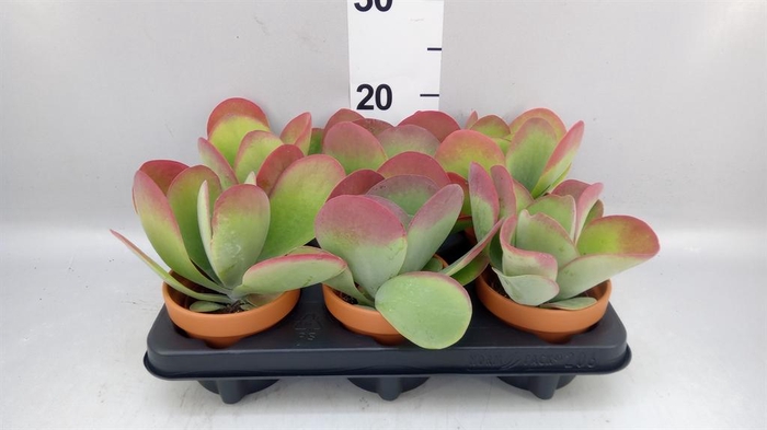 <h4>Kalanchoe NF thyrsiflora</h4>