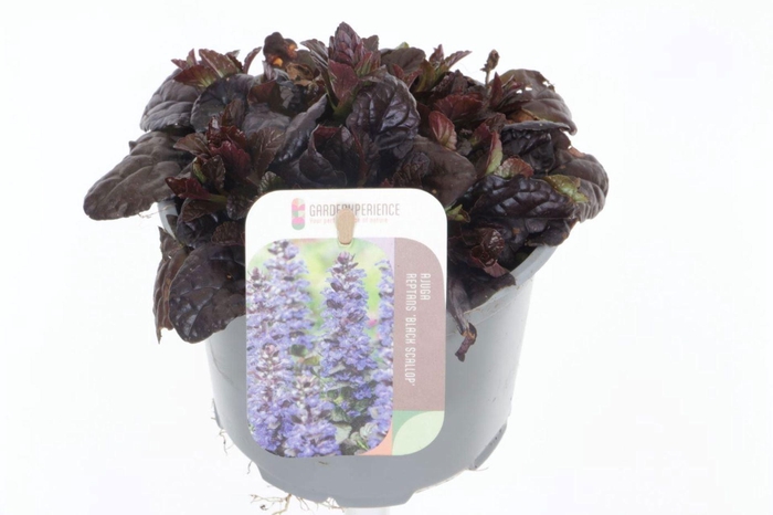 Ajuga