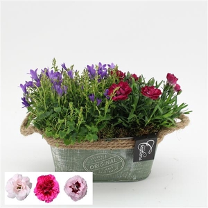 CACR-2513 Campanula creatie