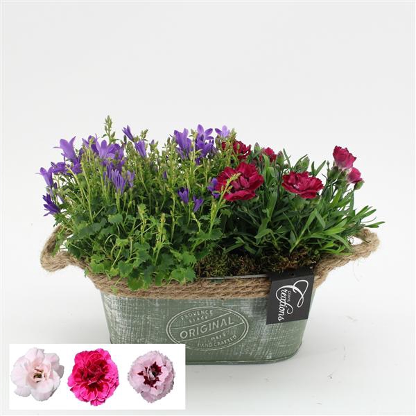 <h4>CACR-2513 Campanula creatie</h4>