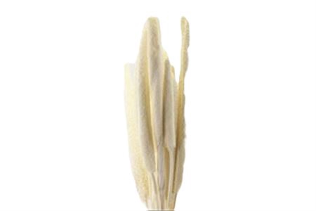 <h4>Bunch Babala 10 Pcs L65</h4>