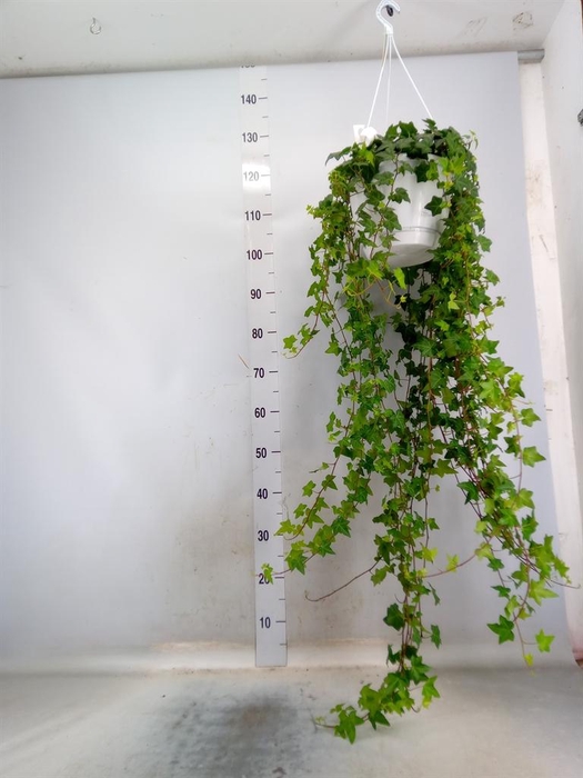 <h4>Hedera helix 'Pittsburgh'</h4>