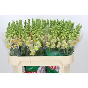Antirrhinum Avignon Apricot