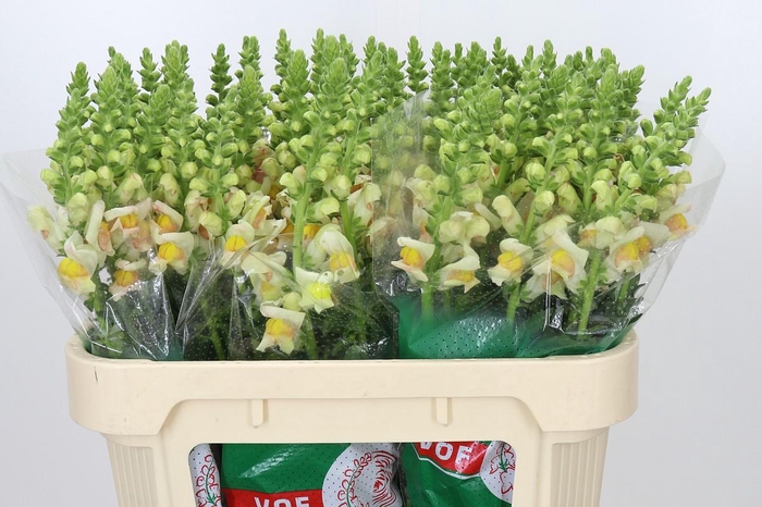 <h4>Antirrhinum majus 'Avignon Apricot'</h4>