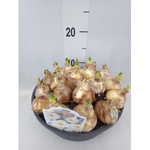 Narcissus taz. 'Geranium'