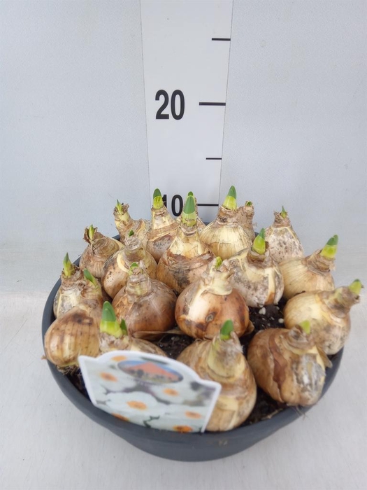 <h4>Narcissus taz. 'Geranium'</h4>