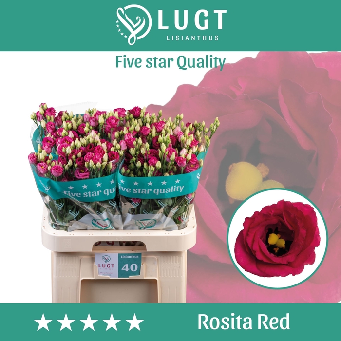 Eust. russ. DU 'Rosita Red' Lugt