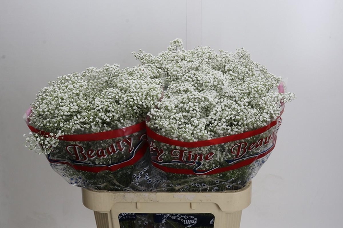 <h4>Gyps Million Stars</h4>