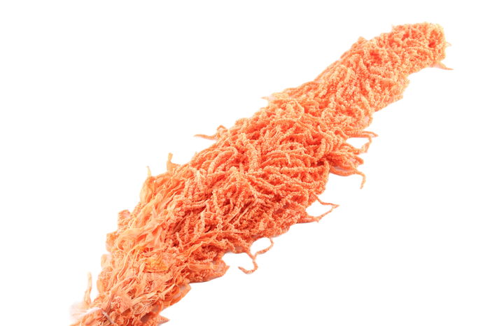 Amaranthus Caudatus Apricot