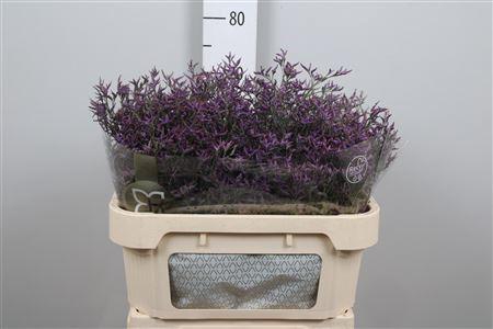 <h4>Lim Saf Dark Blue</h4>