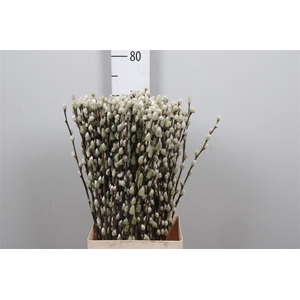 Salix Ca Snow Flake